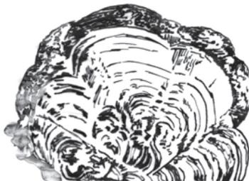 5c137ee7450b7d4b153fdd65dc6fc146-img.jpg